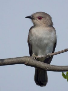 Cuclillo chico/Ash-colored Cuckoo