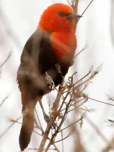 Federal/Scarlet-headed Blackbird