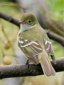 Fiofio pico corto/Small-billed Elaenia