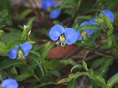 Flor de Santa Lucía/Whitemouth Dayflower