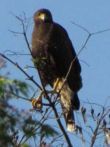 Gavilán mixto/Harris's Hawk