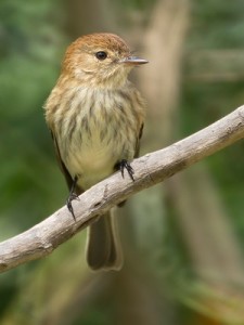 Mosqueta estriada/Bran-colored Flycatcher