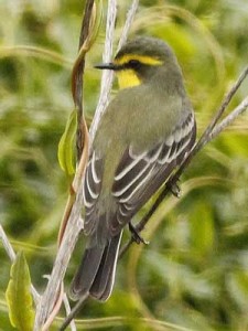 Suirirí amarillo/Yellow-browed Tyrant