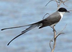 Tijereta/Fork-tailed Flycatcher