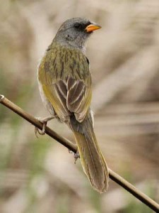 Verdón/Great Pampa-Finch