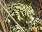 Margarita de bañado/Groundsel