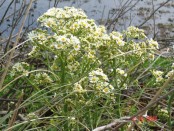 Margarita de bañado/Groundsel