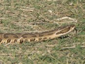 Yarará grande/Urutu Pit Viper