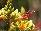 Barba de chivo/Yellow bird of paradise