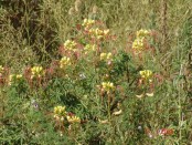 Barba de chivo/Yellow bird of paradise