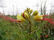 Barba de chivo/Yellow bird of paradise