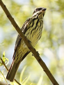 Benteveo rayado/Streaked Flycatcher Benteveo rayado/Streaked Flycatcher