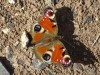 Mariposa pavo real/European Peacock