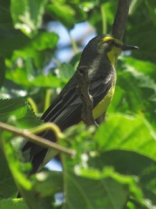 Suirirí amarillo/Yellow-browed Tyrant Suirirí amarillo/Yellow-browed Tyrant