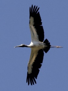 Tuyuyú/American Wood Stork Tuyuyú/American Wood Stork