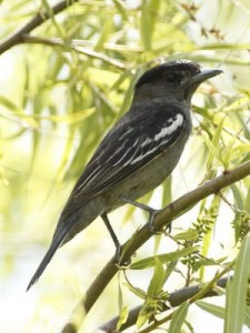 Anambé común/White-winged Becard Anambé común/White-winged Becard
