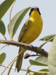 Arañero cara negraM/Masked YellowthroatM Arañero cara negraM/Masked YellowthroatM