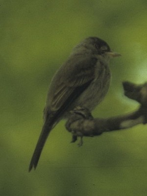 Burlisto chico/Tropical Pewee