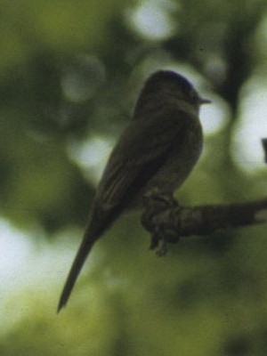 Burlisto chico/Tropical Pewee