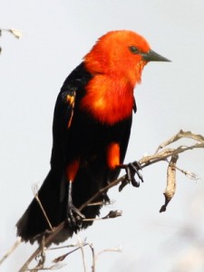 Federal/Scarlet-headed Blackbird Federal/Scarlet-headed Blackbird