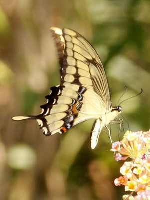 Limonera grande/Thoas Swallowtail Limonera grande/Thoas Swallowtail