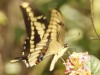 Limonera grande/Thoas Swallowtail