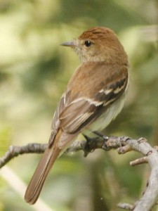 Mosqueta estriada/Bran-colored Flycatcher Mosqueta estriada/Bran-colored Flycatcher