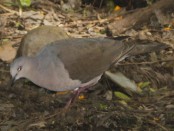 Yerutí común/White tipped Dove Yerutí común/White tipped Dove