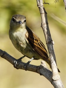 Anambé comúnH/White-winged BecardF