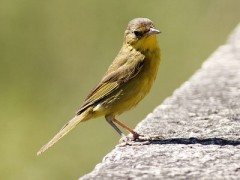 Arañero cara negraH/Masked YellowthroatF