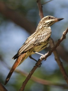 Benteveo rayado/Streaked Flycatcher