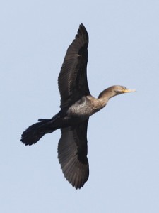 Biguá/Neotropic Cormorant