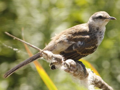 Calandria grandeJ/Chalk-browed MockingbirdJ