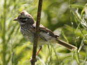 ChingoloJ/Rufous-collared SparrowJ