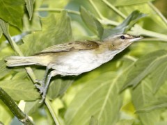 Chiví común/Red-eyed Vireo