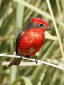 ChurrincheM/Vermilion FlycatcherM