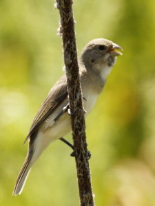 Corbatita comúnJ/Double-collared SeedeaterJ