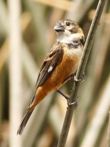 Corbatita dominóM/Rusty-collared SeedeaterM