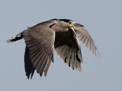 Garza bruja/Black-crowned Night-Heron