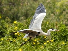 Garza mora/Cocoi Heron