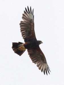 Gavilán mixto/Harris's Hawk