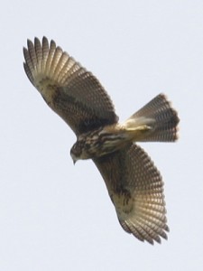 Gavilán mixtoJ/Harris's HawkJ