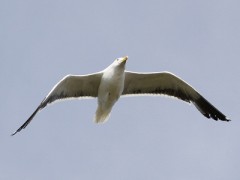 Gaviota cocinera/Kelp Gull