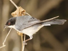 Monterita cabeza negra/Black-capped Warbling-Finch