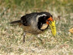 Pepitero de collar/Golden-billed Saltator