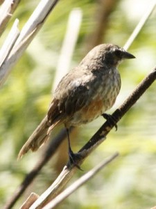 SietevestidosJ/Black-and-rufous Warbling-FinchJ