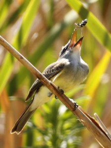 Suirirí real/Tropical Kingbird