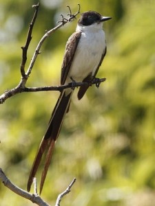 TijeretaM/Fork-tailed FlycatcherM