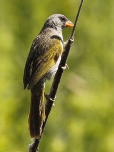 Verdón/Great Pampa-Finch