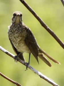 Zorzal chalchaleroJ/Creamy-bellied ThrushJ
